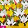 Tulpe Belles Tulipes (25 Stück) | Tulpenzwiebeln Von Jub Holland -Compoes Verkaufe 559938 Tulpe Belles Tulipes 25 Stueck 322250 jb 0