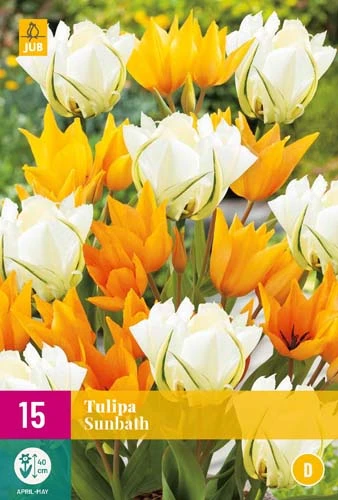 Tulpe Sunbath (15 Stück) | Tulpenzwiebeln Von Jub Holland 3 Tulpe Sunbath (15 Stück) | Tulpenzwiebeln Von Jub Holland