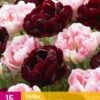 Tulpe Sweet Desire Mix (15 Stück) | Tulpenzwiebeln Von Jub Holland -Compoes Verkaufe 559969 Tulpe Sweet Desire Mix 15 Stueck 322690 jb 0