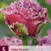 Tulpe Mascotte (5 Stück) | Tulpenzwiebeln Von Jub Holland -Compoes Verkaufe 560093 Tulpe Mascotte 5 Stueck 314100 jb 0