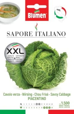 Wirsing Piacentino | Wirsingsamen Von BLUMEN Group