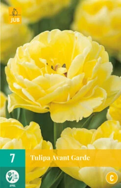 Tulpe Avant Garde (7 Stück) | Gefüllte Tulpen Von Jub Holland