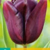 Tulpe Continental (7 Stück) | Triumph-Tulpen Von Jub Holland -Compoes Verkaufe 561637 Tulpe Continental 7 Stueck 301633 jb 0