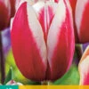 Tulpe Guus Papendrecht (10 Stück) | Triumph-Tulpen Von Jub Holland