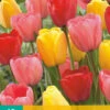 Tulpen Mischung (10 Stück) | Darwin-Hybrid-Tulpen Von Jub Holland -Compoes Verkaufe 561643 Tulpen Mischung 10 Stueck 302410 jb 0