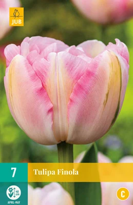 Tulpe Finola (7 Stück) | Gefüllte Tulpen Von Jub Holland 3 Tulpe Finola (7 Stück) | Gefüllte Tulpen Von Jub Holland
