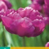 Tulpe Mariola (7 Stück) | Gefüllte Tulpen Von Jub Holland -Compoes Verkaufe 561647 Tulpe Mariola 7 Stueck 304110 jb 0