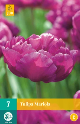 Tulpe Mariola (7 Stück) | Gefüllte Tulpen Von Jub Holland 3 Tulpe Mariola (7 Stück) | Gefüllte Tulpen Von Jub Holland
