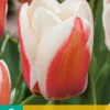 Tulpe Willem Van Den Akker (7 Stück) | Greigii-Tulpen Von Jub Holland -Compoes Verkaufe 561649 Tulpe Willem Van Den Akker 7 Stueck 304635 jb 0