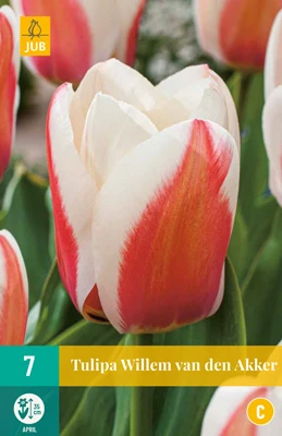 Tulpe Willem Van Den Akker (7 Stück) | Greigii-Tulpen Von Jub Holland 3 Tulpe Willem Van Den Akker (7 Stück) | Greigii-Tulpen Von Jub Holland
