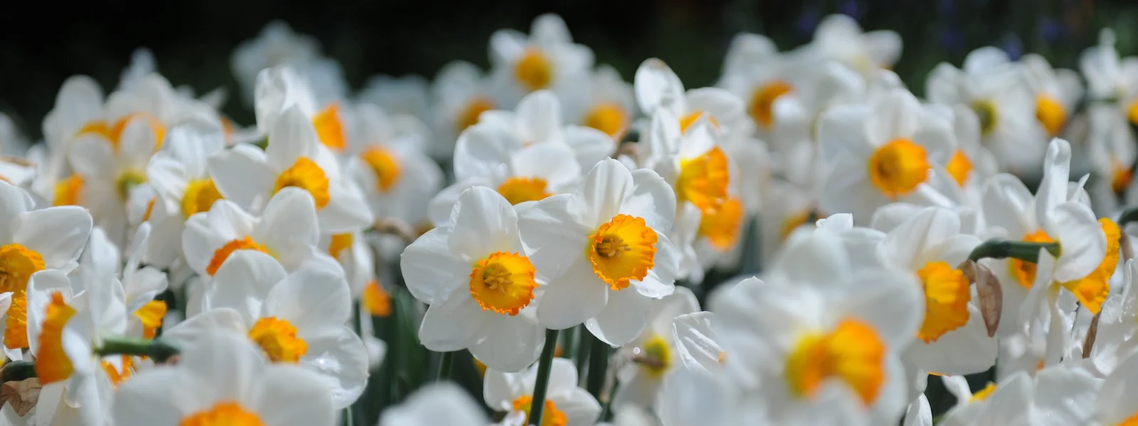 Compoes Verkaufe -Compoes Verkaufe April Queen 0 1b32edc6 eb31 4129 a97d e4543b8eeccc