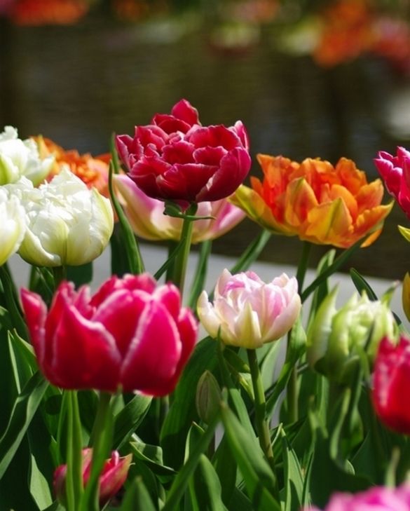 Compoes Verkaufe -Compoes Verkaufe c8609c3ddf4610ea610b407668d43e8e 1